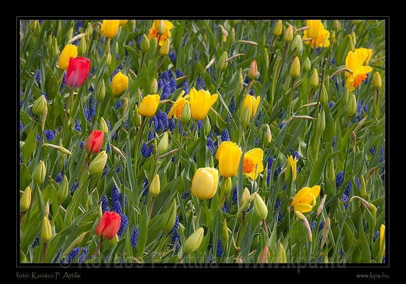 Keukenhof Hollandia 038.jpg